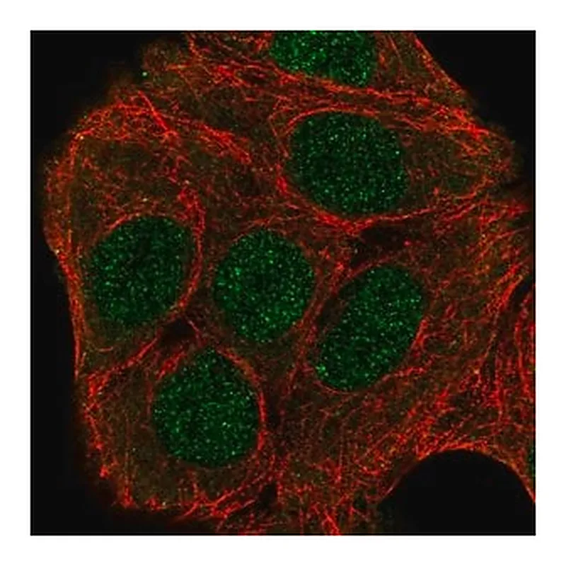 Merck Anti-ZNF541 antibody produced in rabbit