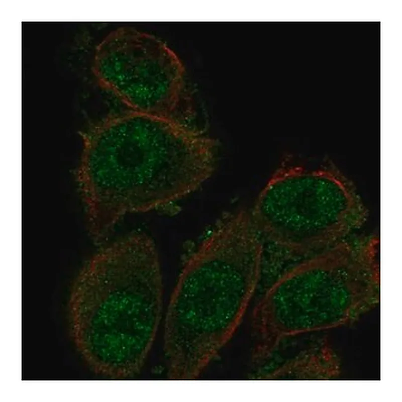 Merck Anti-SH3D19 antibody produced in rabbit