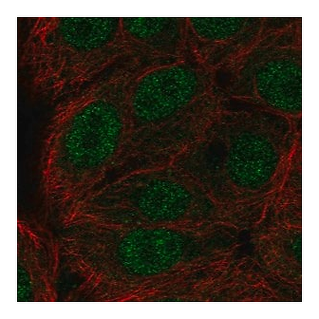 Merck Anti-ERF antibody produced in rabbit