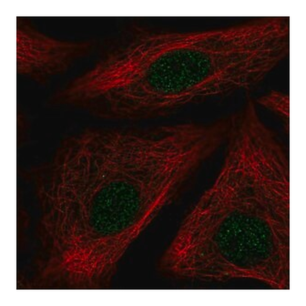 Merck Anti-ID1 antibody produced in rabbit