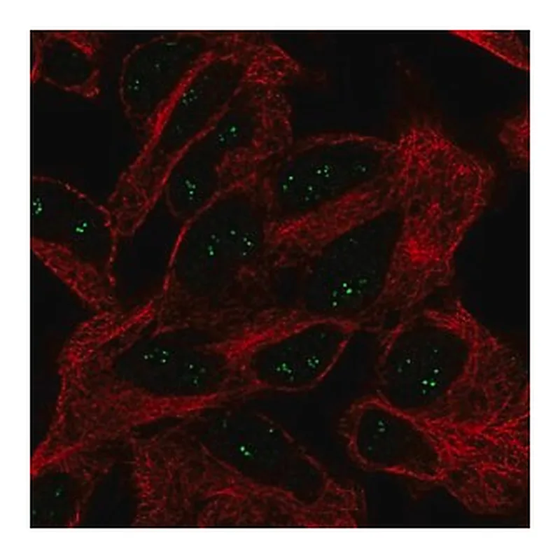 Merck Anti-EIF4E3 antibody produced in rabbit
