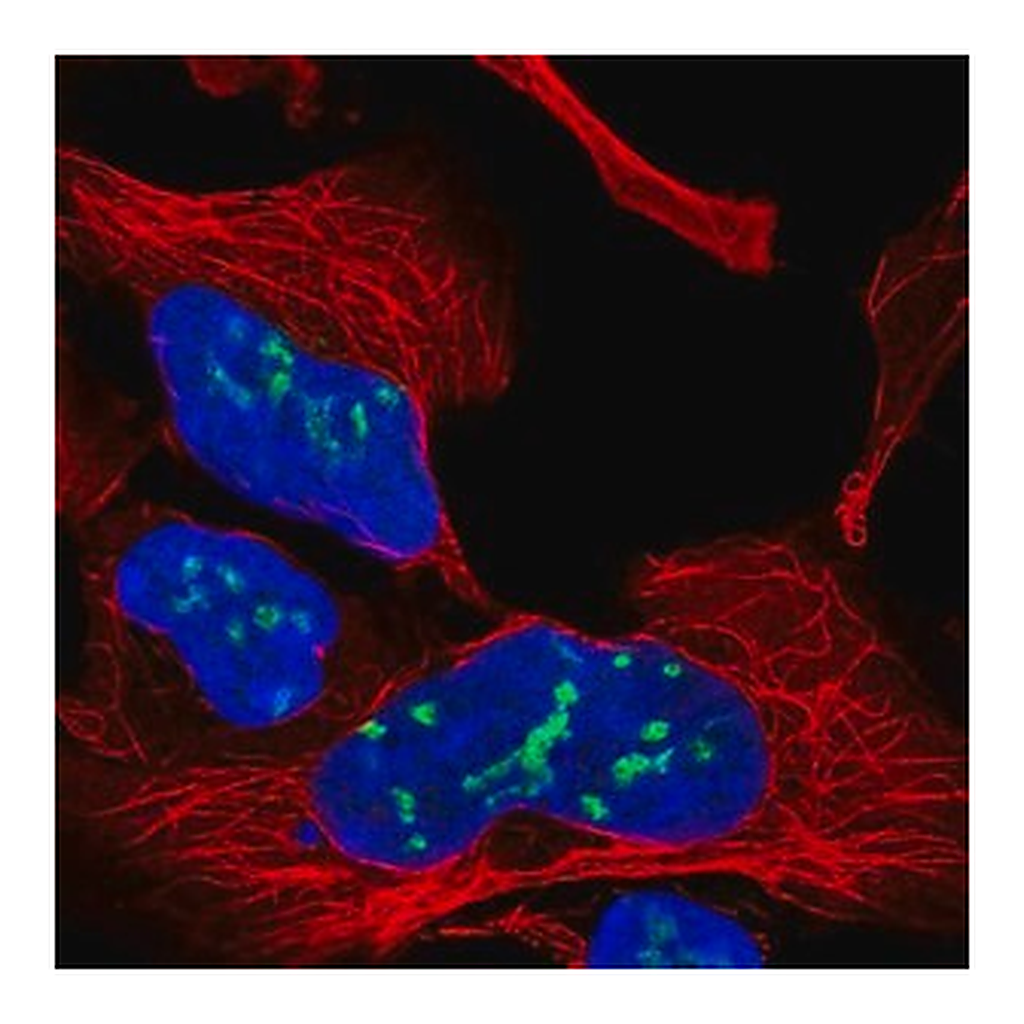 Merck Anti-GPALPP1 antibody produced in rabbit