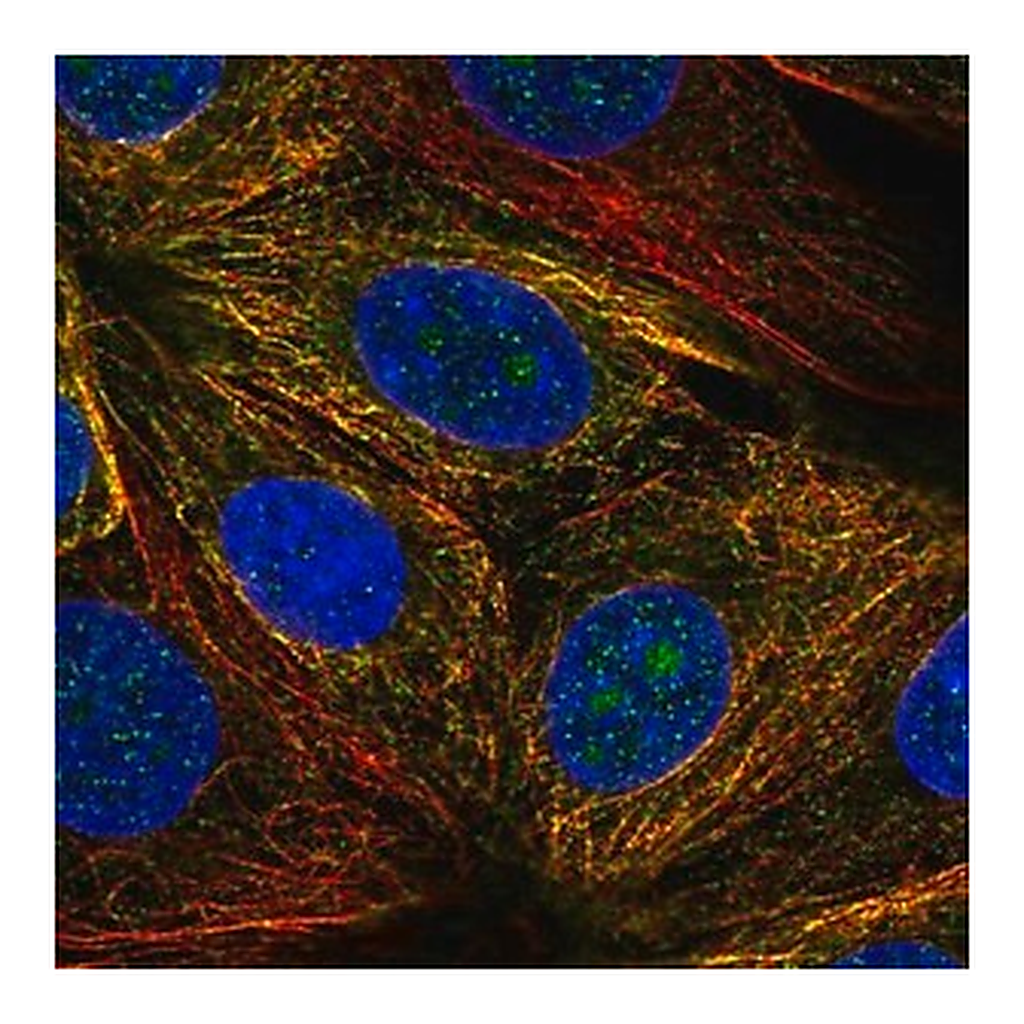 Merck Anti-NUDT14 antibody produced in rabbit