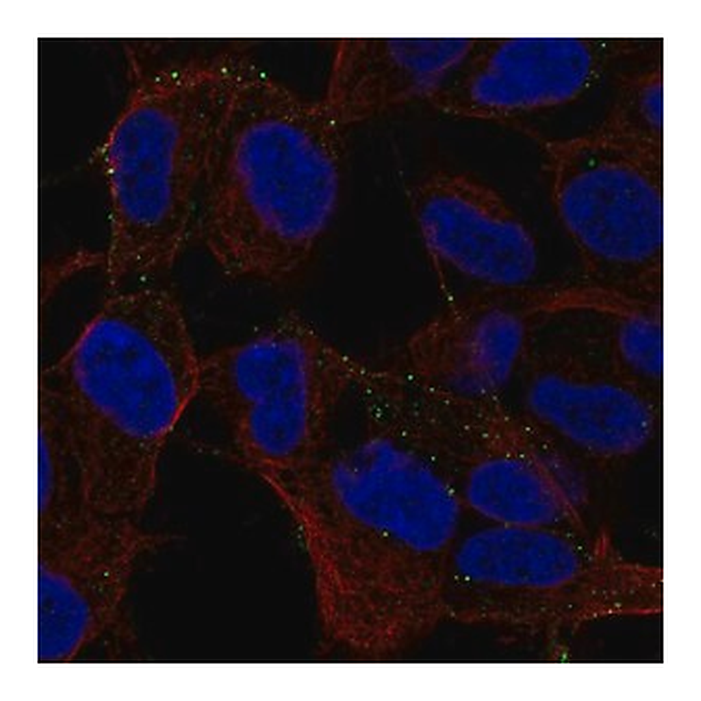 Merck Anti-MYO16 antibody produced in rabbit