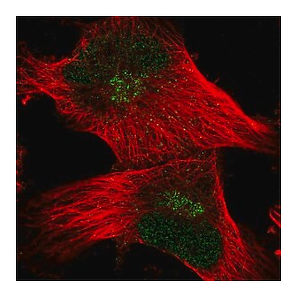 Merck Anti-FAM107B antibody produced in rabbit