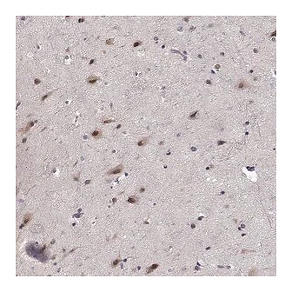Merck Anti-TESPA1 antibody produced in rabbit