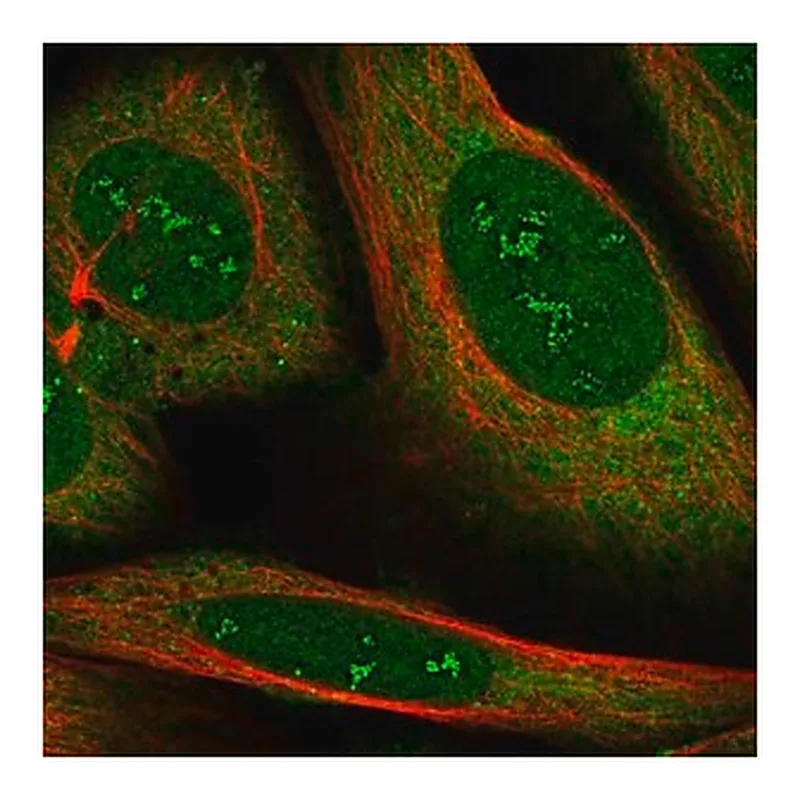 Merck Anti-RBMS2 antibody produced in rabbit