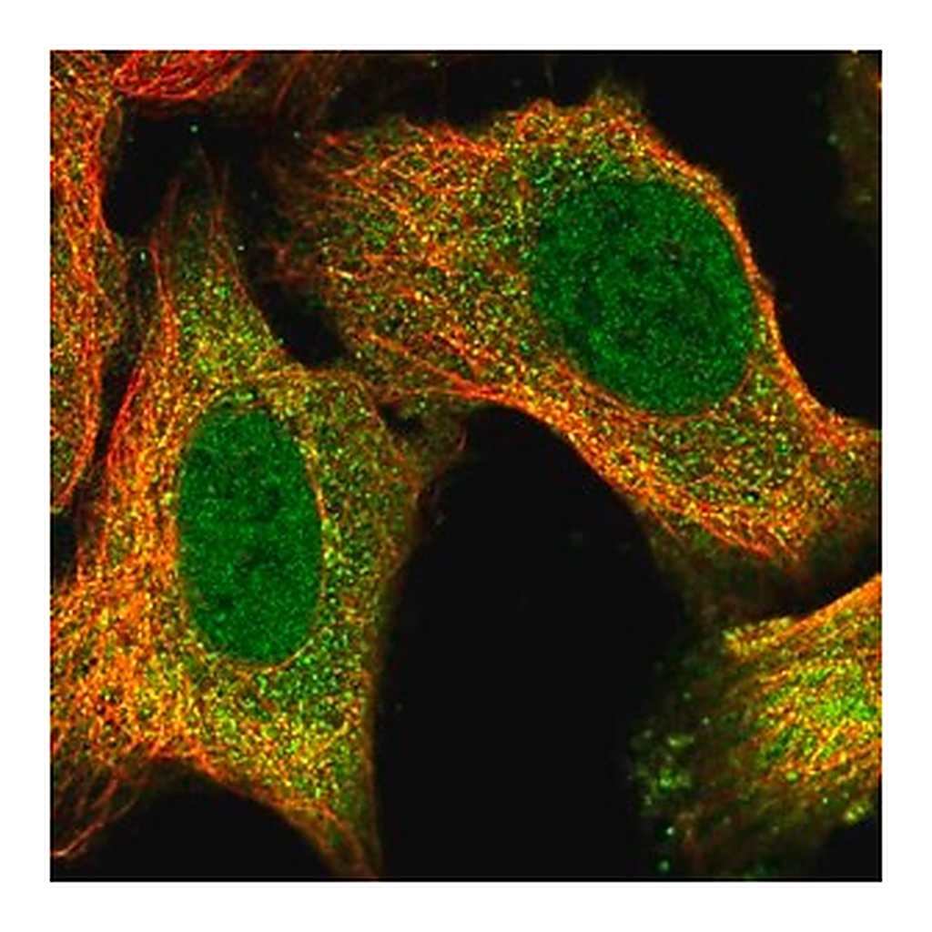 Merck Anti-APOLD1 antibody produced in rabbit