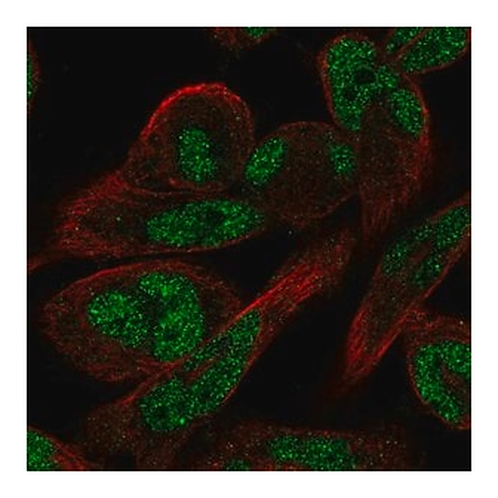 Merck Anti-RFLNA antibody produced in rabbit