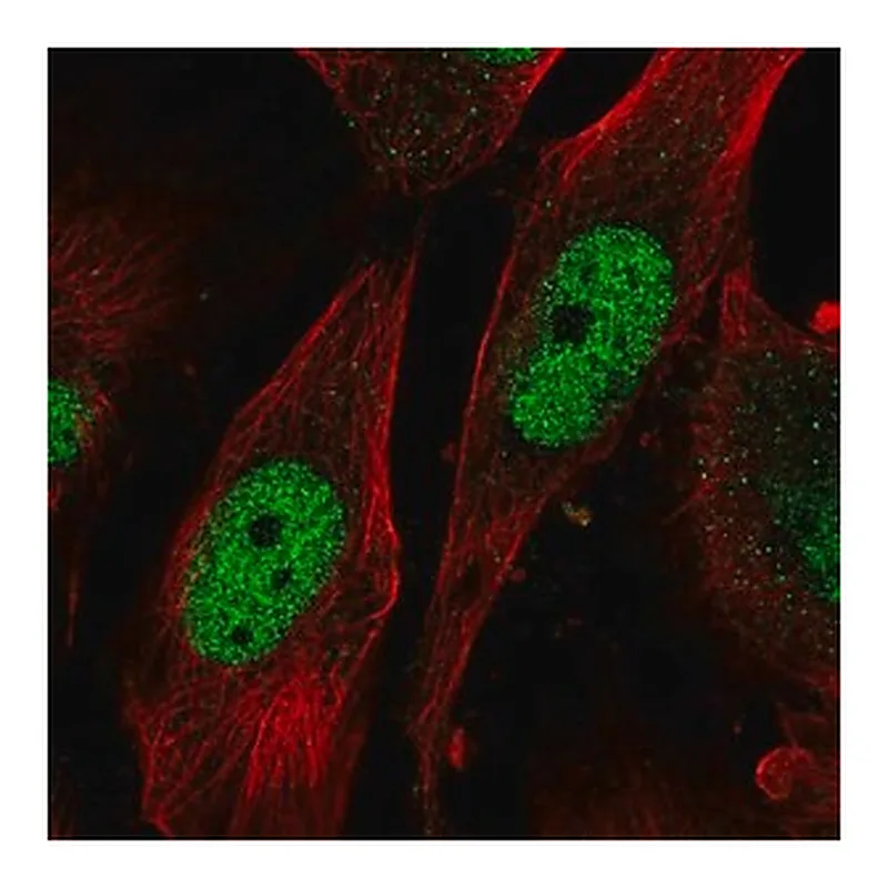 Merck Anti-SAP30 antibody produced in rabbit