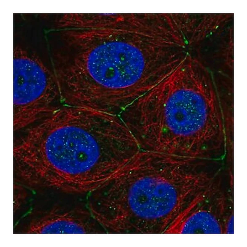 Merck Anti-PLXNA3 antibody produced in rabbit
