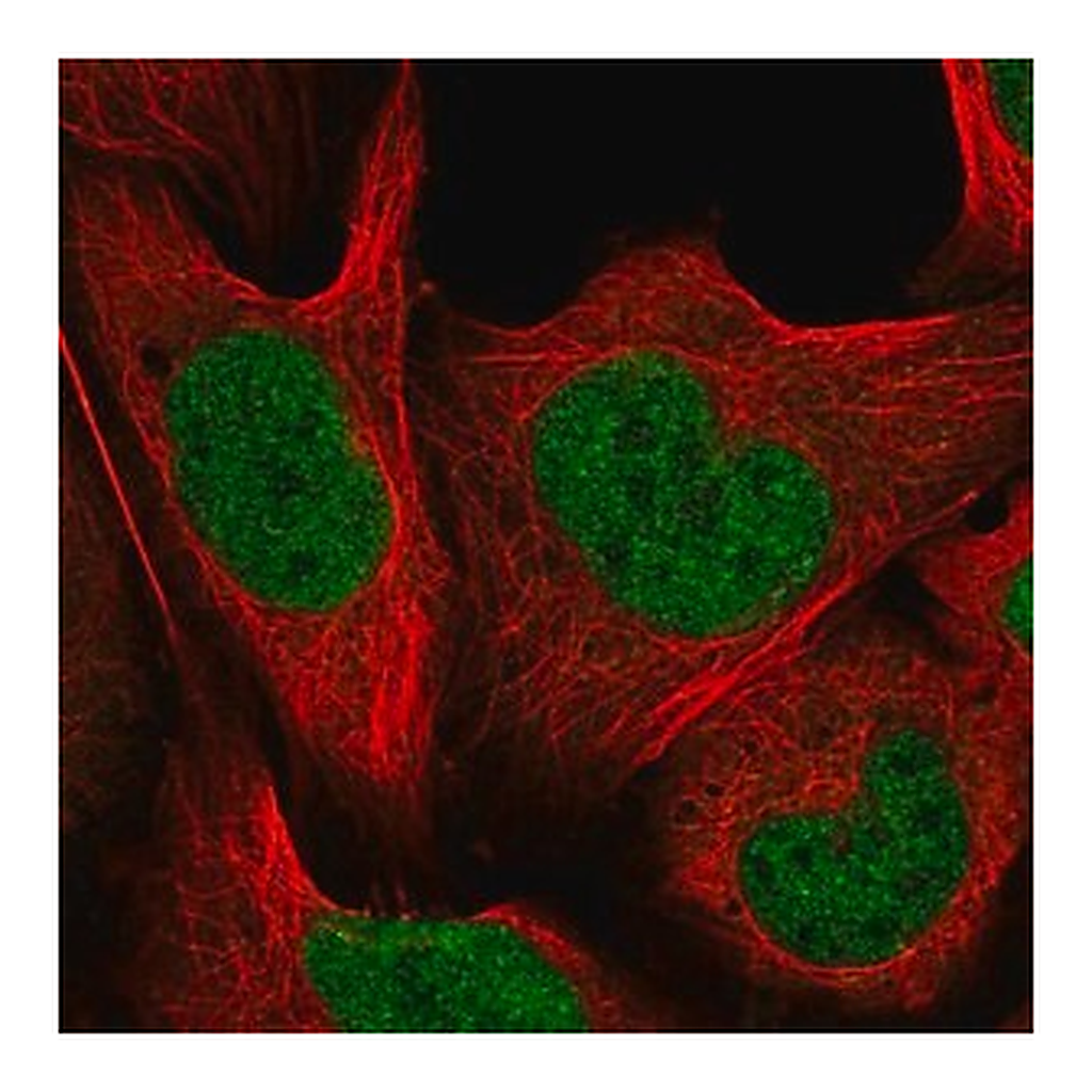 Merck Anti-CUL4B antibody produced in rabbit