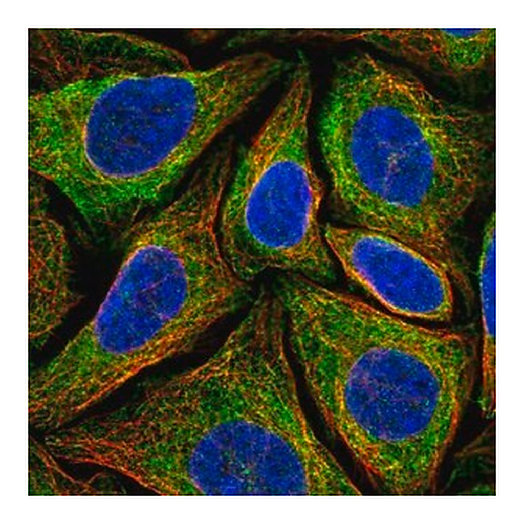 Merck Anti-NINJ2 antibody produced in rabbit