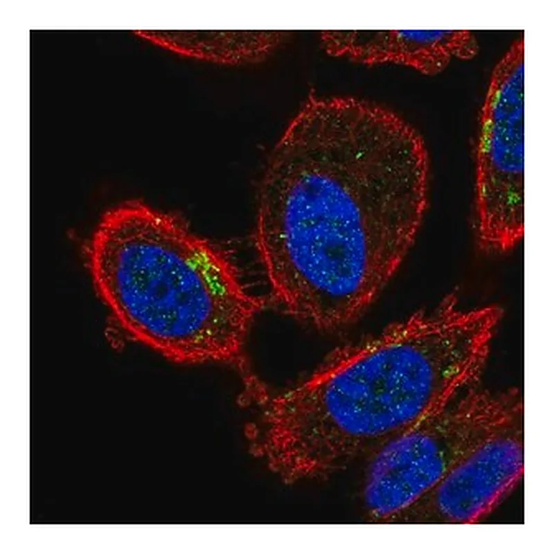 Merck Anti-ZDHHC7 antibody produced in rabbit