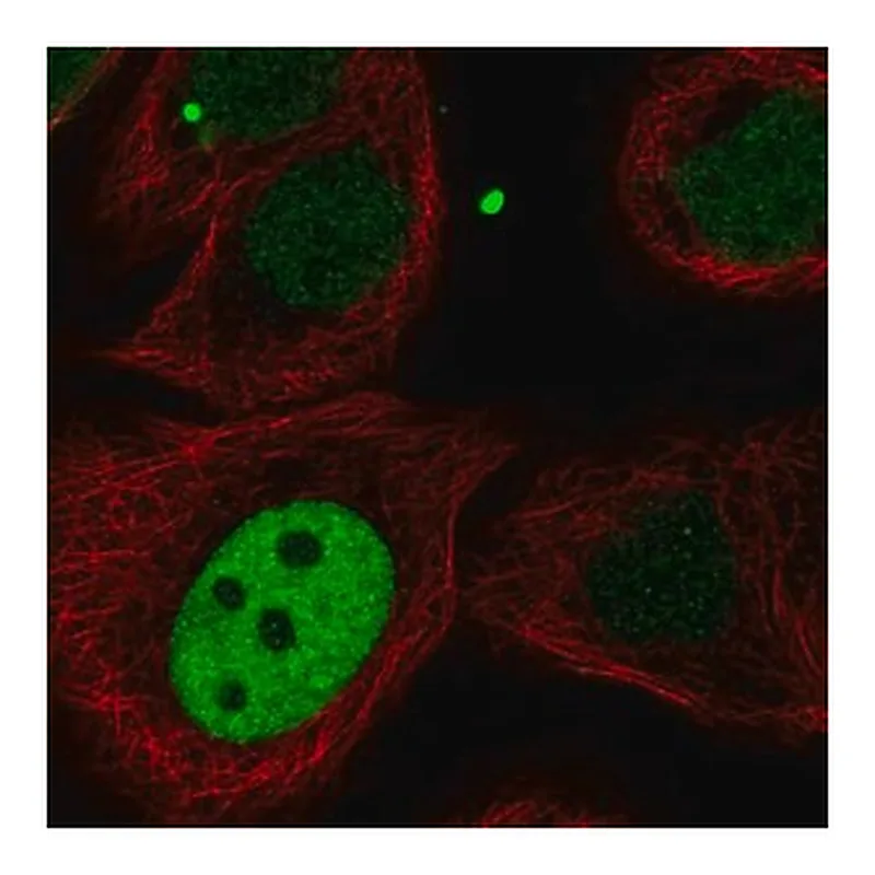 Merck Anti-KIF23 antibody produced in rabbit