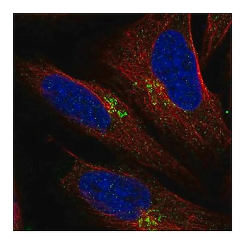Merck Anti-LAPTM4B antibody produced in rabbit