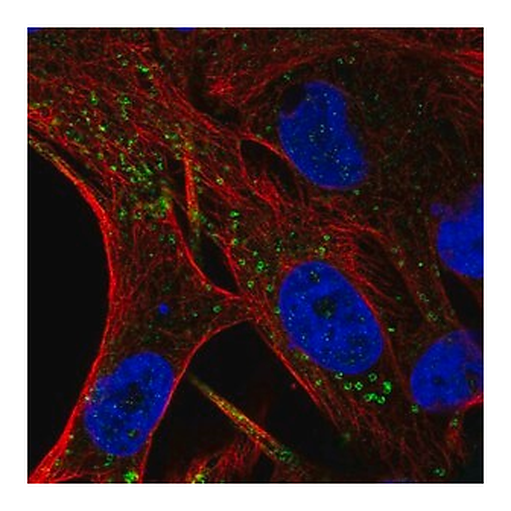 Merck Anti-FIG4 antibody produced in rabbit