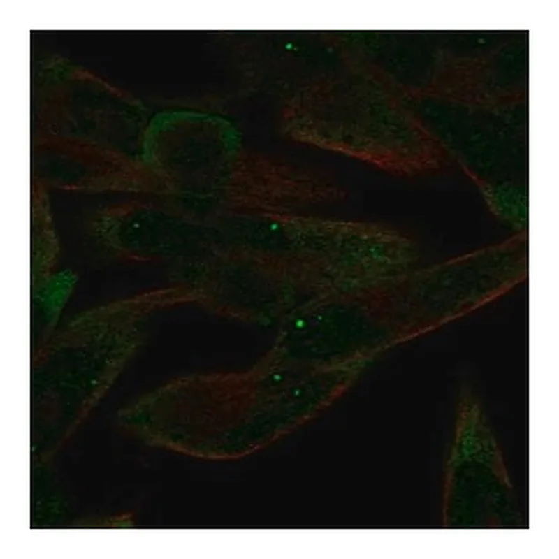 Merck Anti-AGO4 antibody produced in rabbit