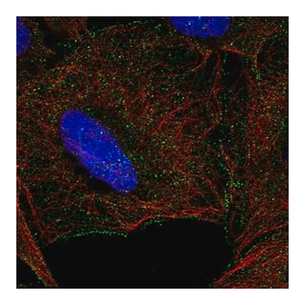 Merck Anti-KLRK1 antibody produced in rabbit