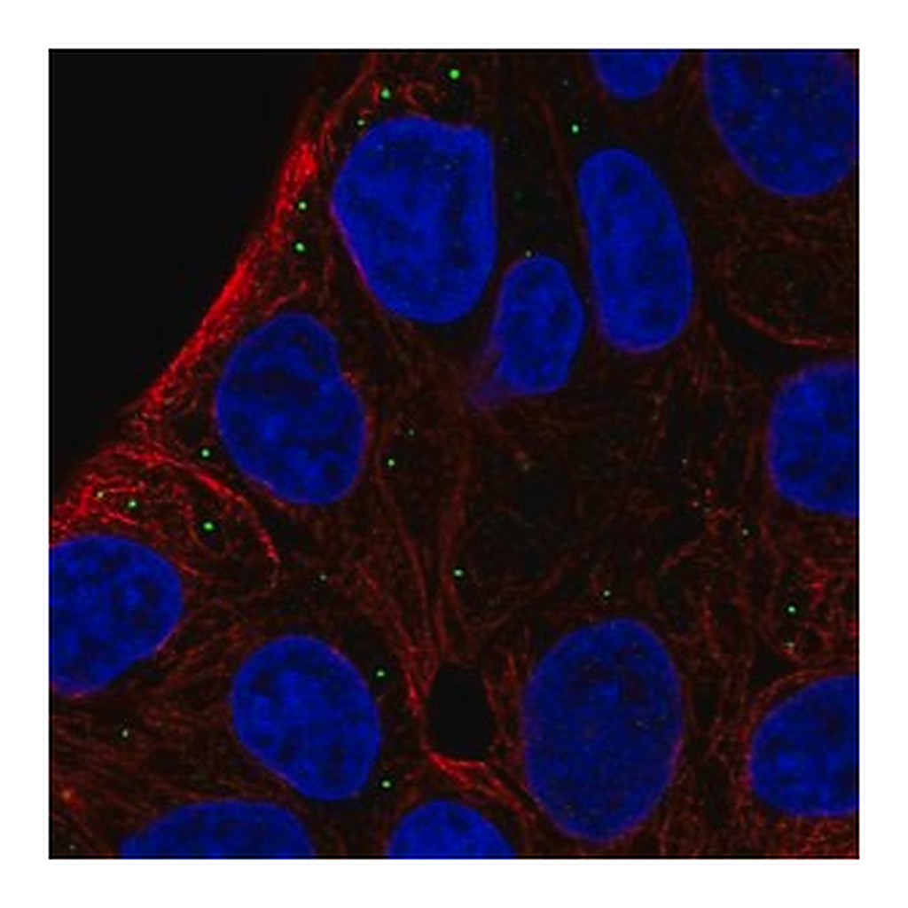 Merck Anti-ST3GAL5 antibody produced in rabbit