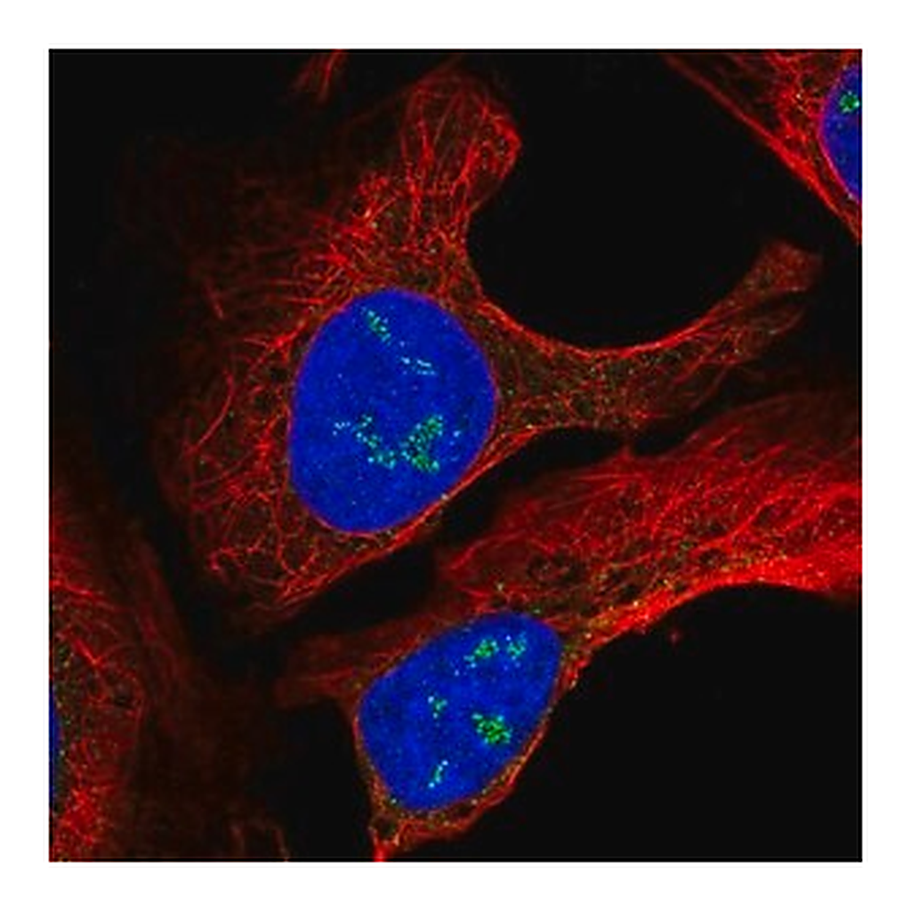 Merck Anti-TMEM50B antibody produced in rabbit