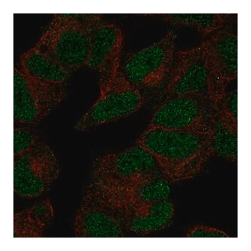 Merck Anti-POLR3D antibody produced in rabbit