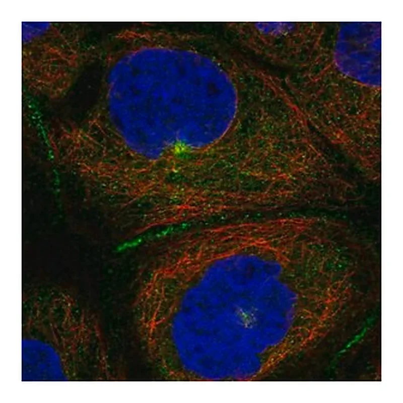 Merck Anti-PATJ antibody produced in rabbit