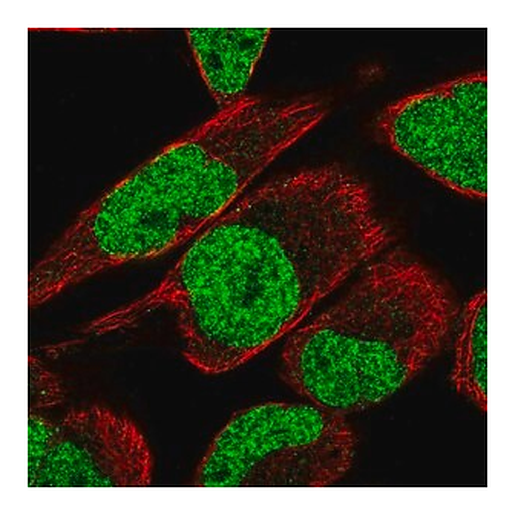 Merck Anti-MTF2 antibody produced in rabbit