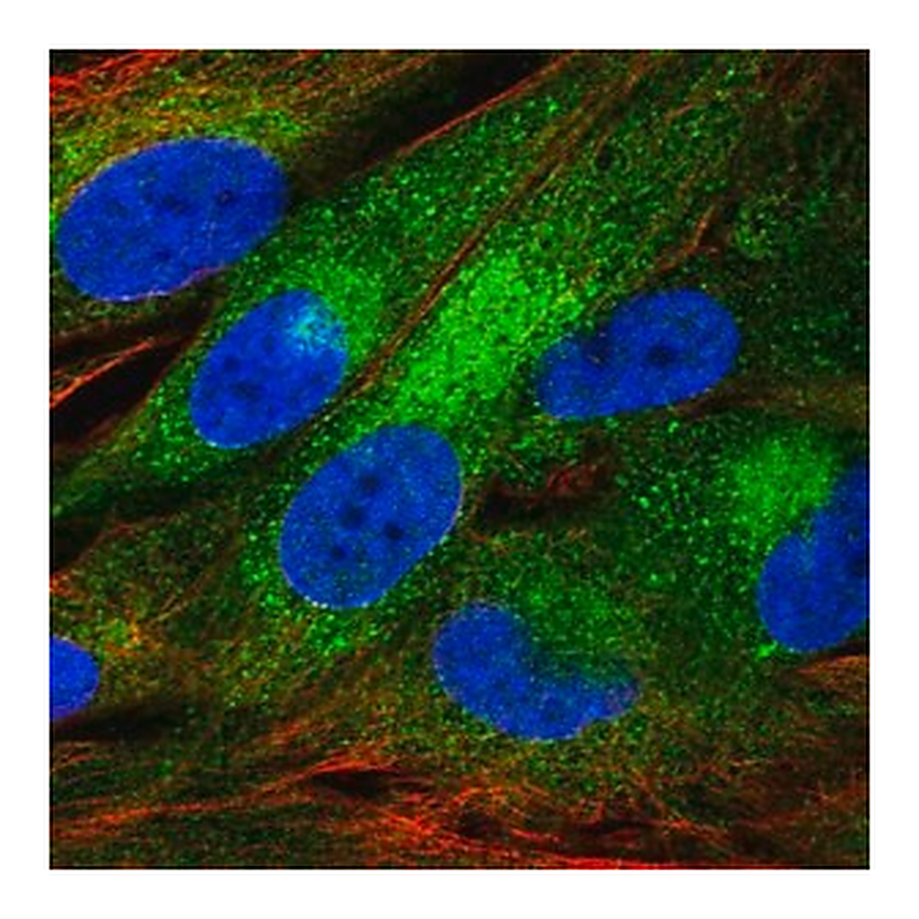 Merck Anti-FAM114A1 antibody produced in rabbit