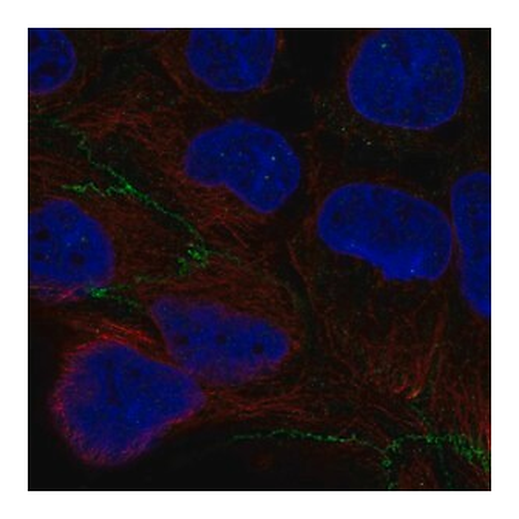 Merck Anti-CGNL1 antibody produced in rabbit