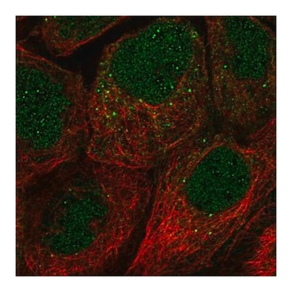 Merck Anti-FAM110A antibody produced in rabbit