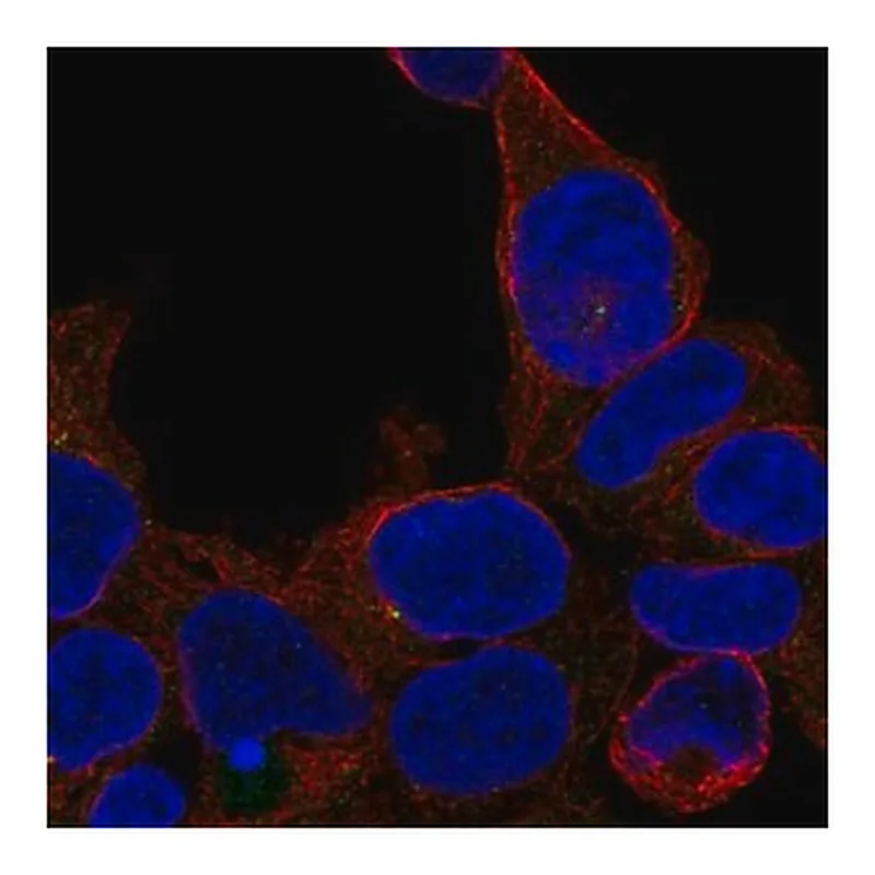 Merck Anti-ZNF747 antibody produced in rabbit