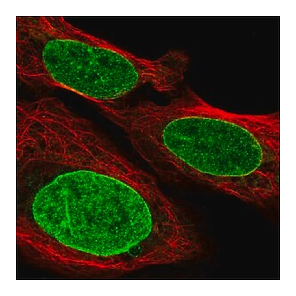 Merck Anti-GTF3C3 antibody produced in rabbit