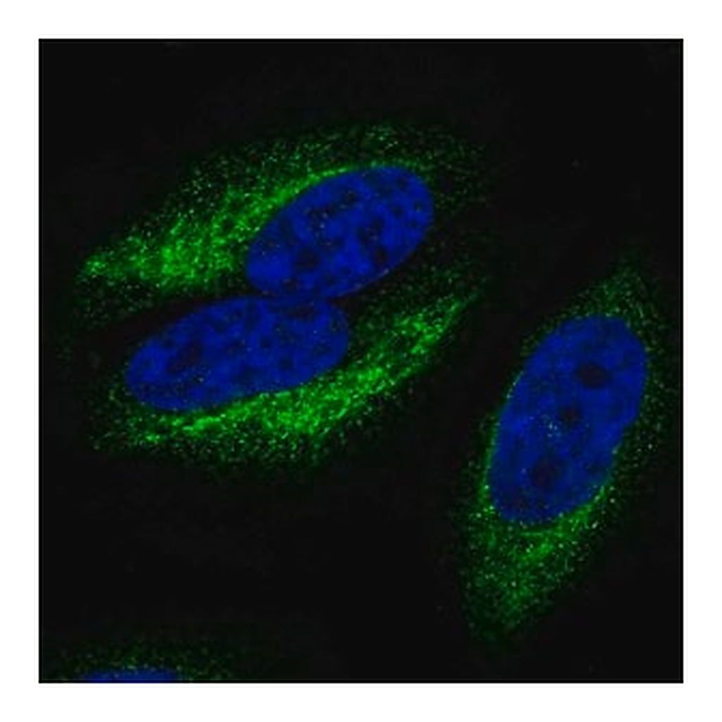 Merck Anti-CCR10 antibody produced in rabbit