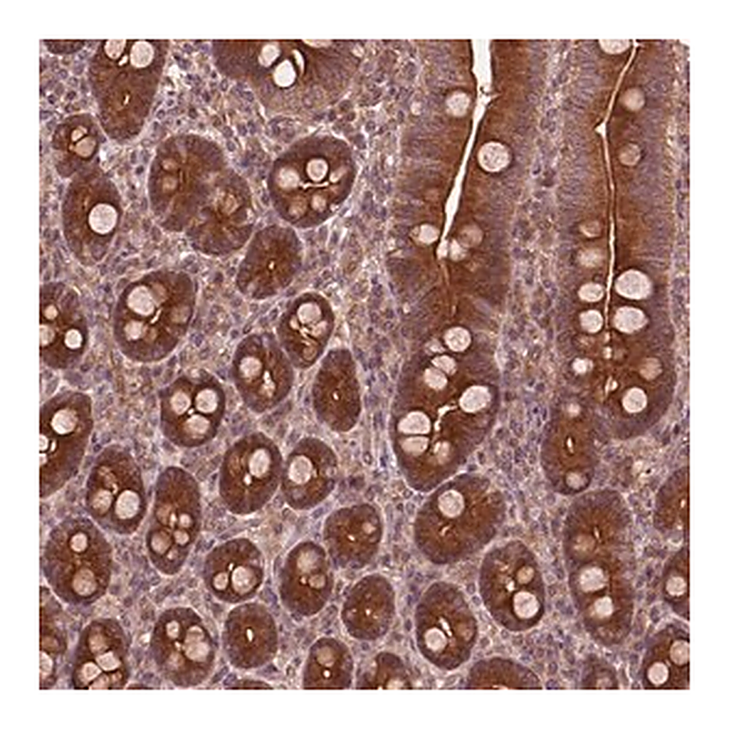 Merck Anti-PIK3R2 antibody produced in rabbit