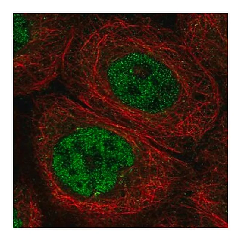 Merck Anti-DCLRE1C antibody produced in rabbit