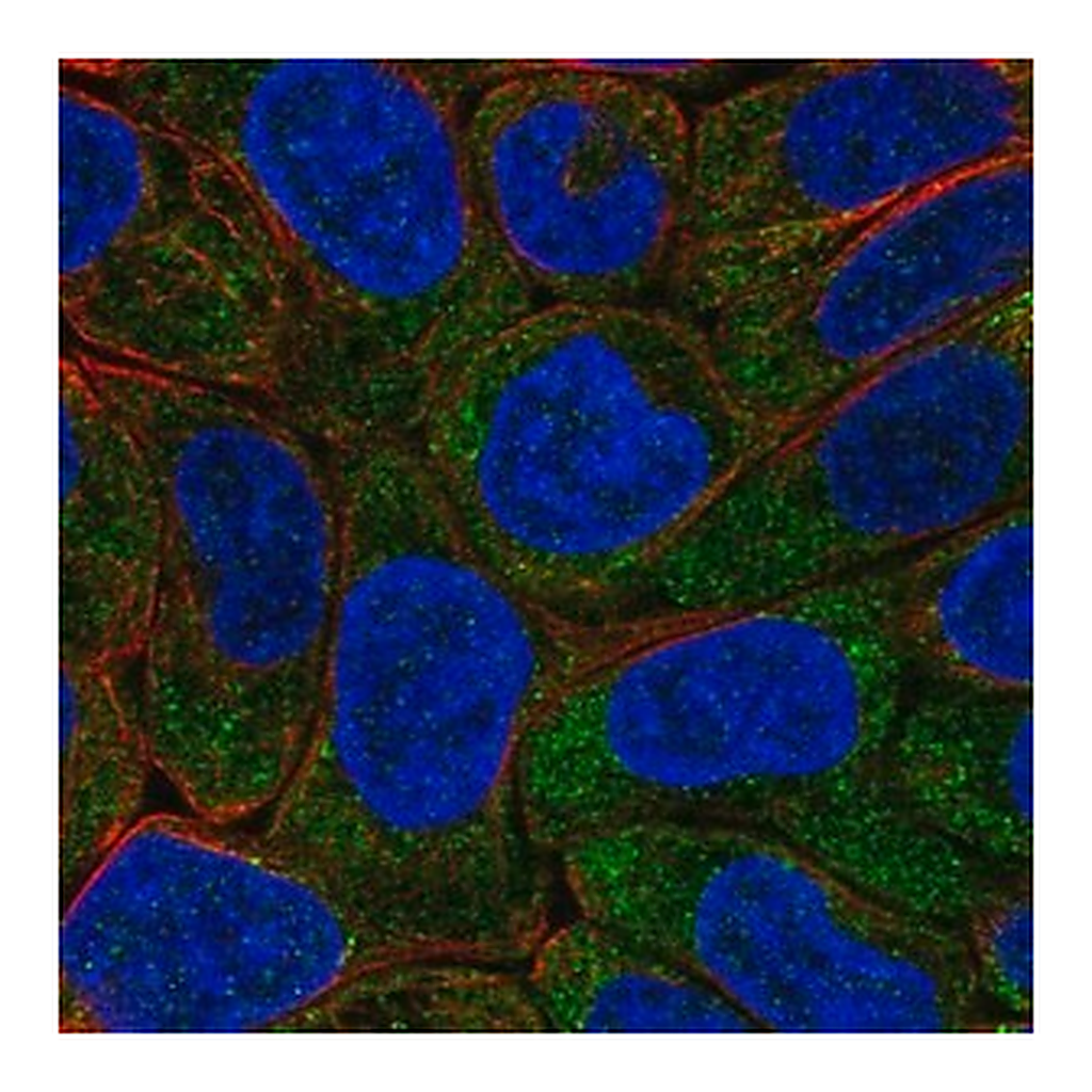 Merck Anti-EIF2B5 antibody produced in rabbit