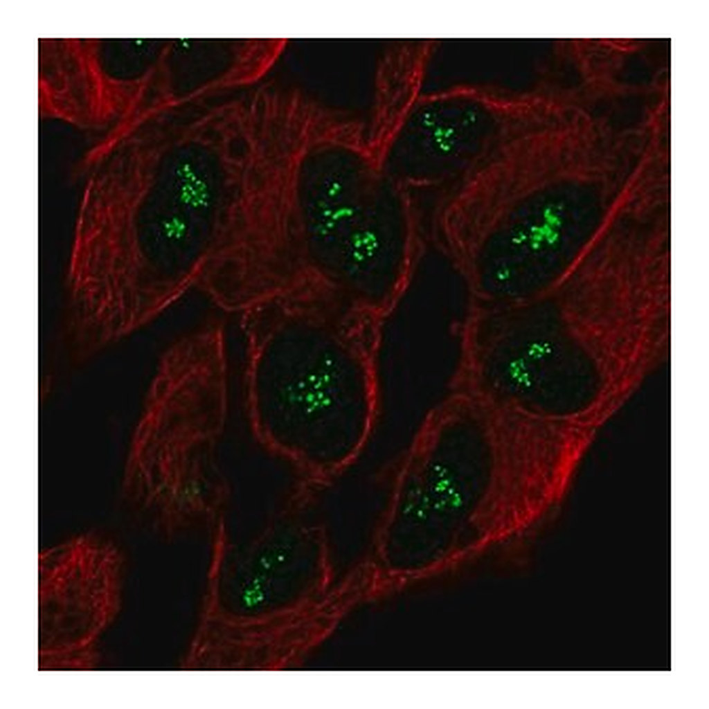 Merck Anti-CNTNAP5 antibody produced in rabbit