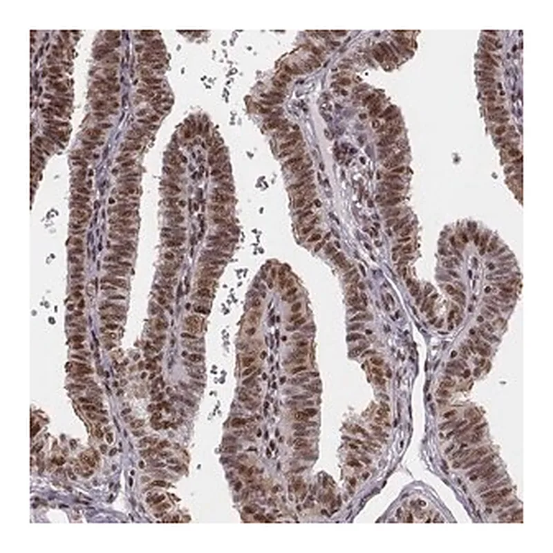 Merck Anti-LUC7L antibody produced in rabbit