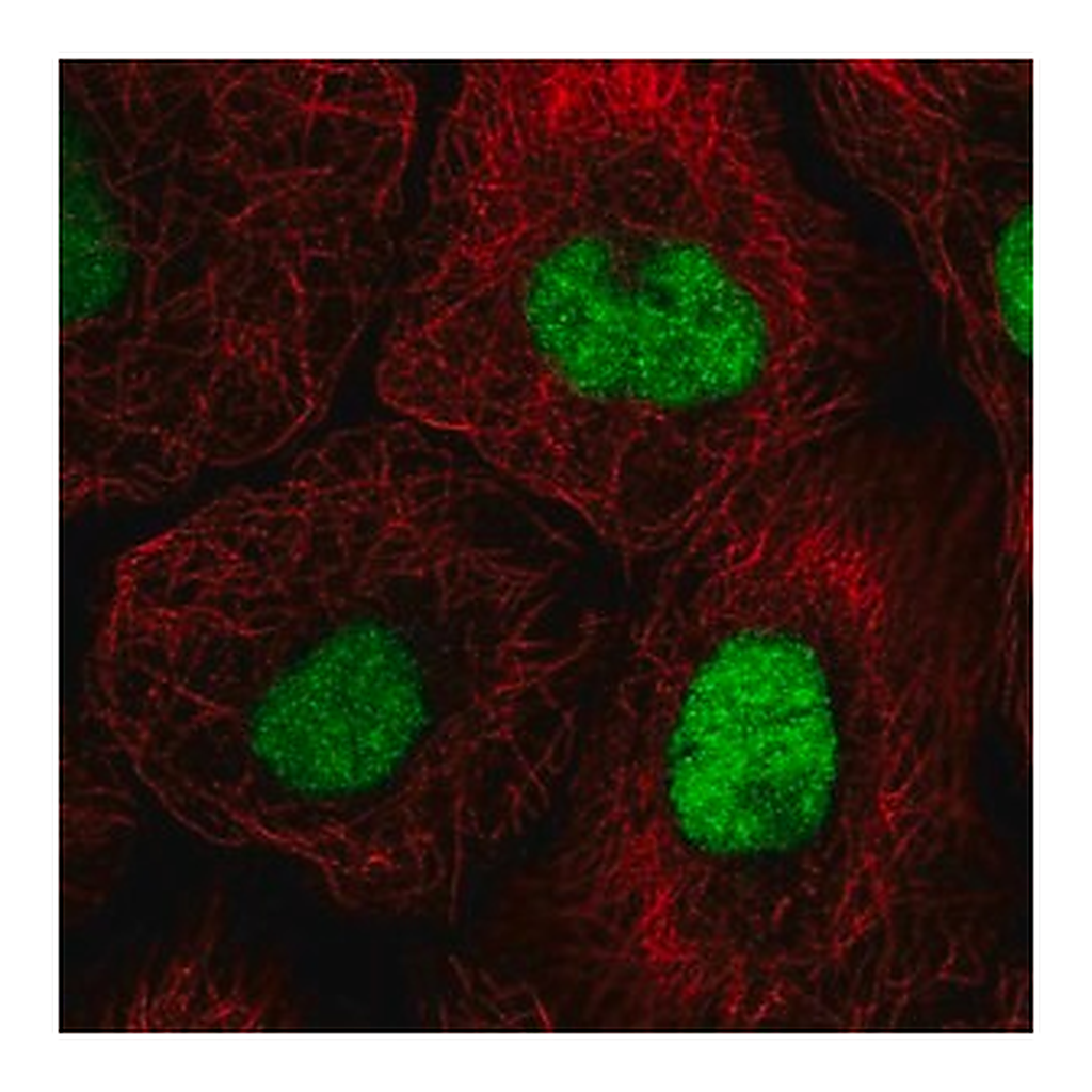 Merck Anti-GTF3C4 antibody produced in rabbit