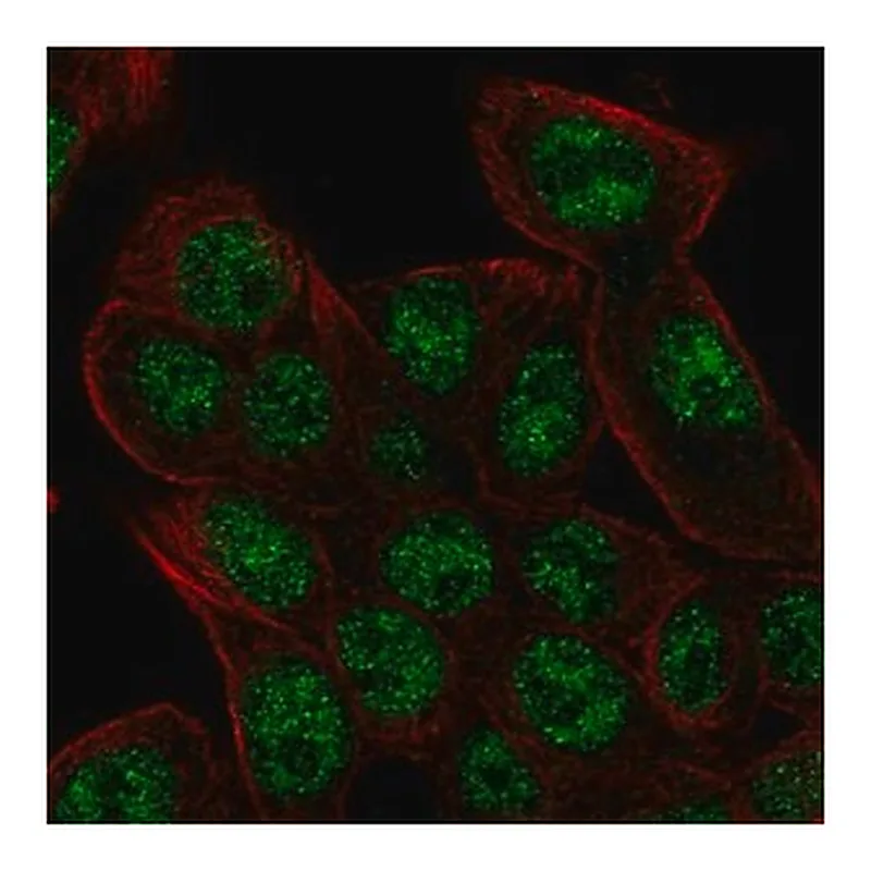 Merck Anti-REV3L antibody produced in rabbit