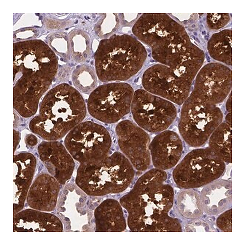 Merck Anti-TM4SF18 antibody produced in rabbit