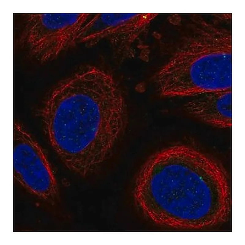 Merck Anti-LEPROT antibody produced in rabbit