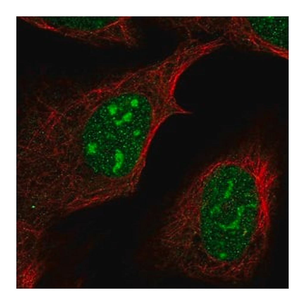 Merck Anti-FAM133B antibody produced in rabbit