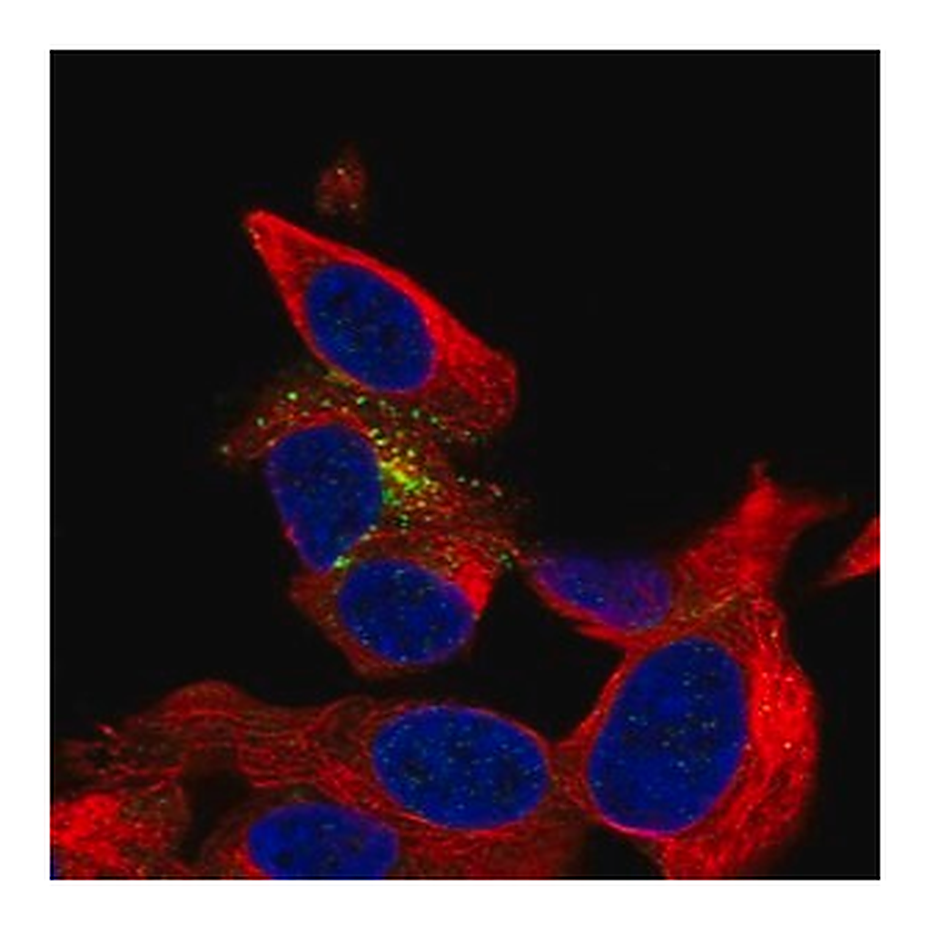 Merck Anti-B3GAT1 antibody produced in rabbit