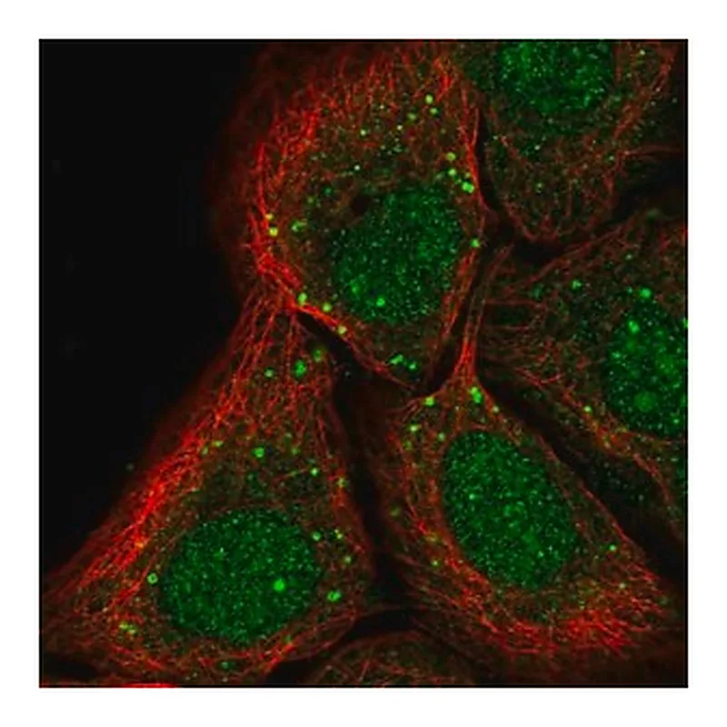 Merck Anti-PTPRA antibody produced in rabbit