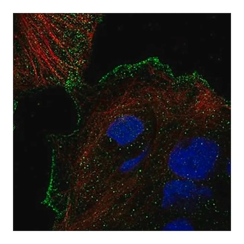 Merck Anti-TRPV3 antibody produced in rabbit