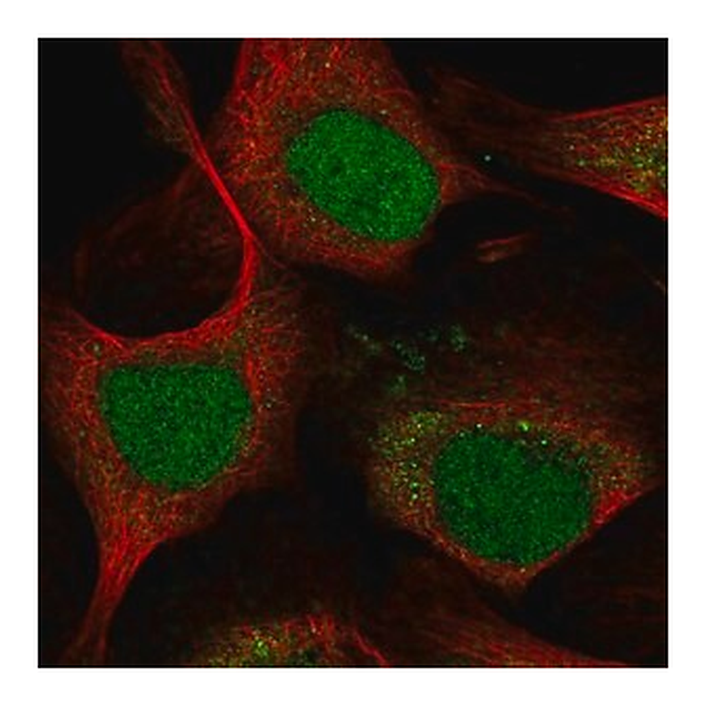 Merck Anti-LMO4 antibody produced in rabbit