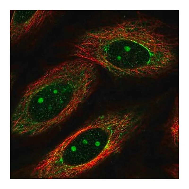 Merck Anti-DUSP1 antibody produced in rabbit