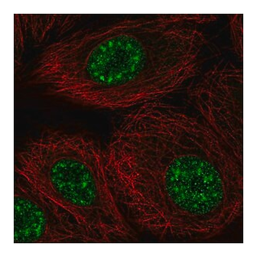 Merck Anti-DAZAP2 antibody produced in rabbit